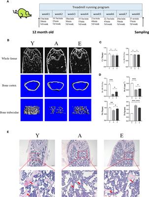 Exercise improved bone health in aging mice: a role of SIRT1 in regulating autophagy and osteogenic differentiation of BMSCs